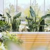 Alocasia Regal Shield - 图片 2